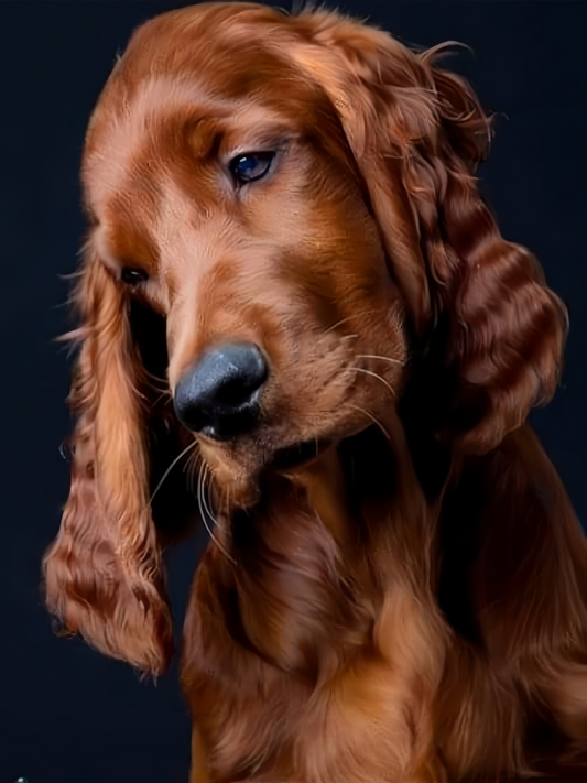 Irish Setter Dog | Diamond Painting