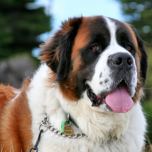 Saint Bernard Dog | Diamond Painting