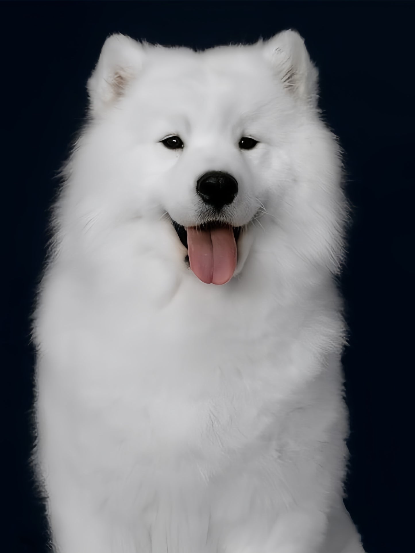 Samoyed Dog | Diamond Painting