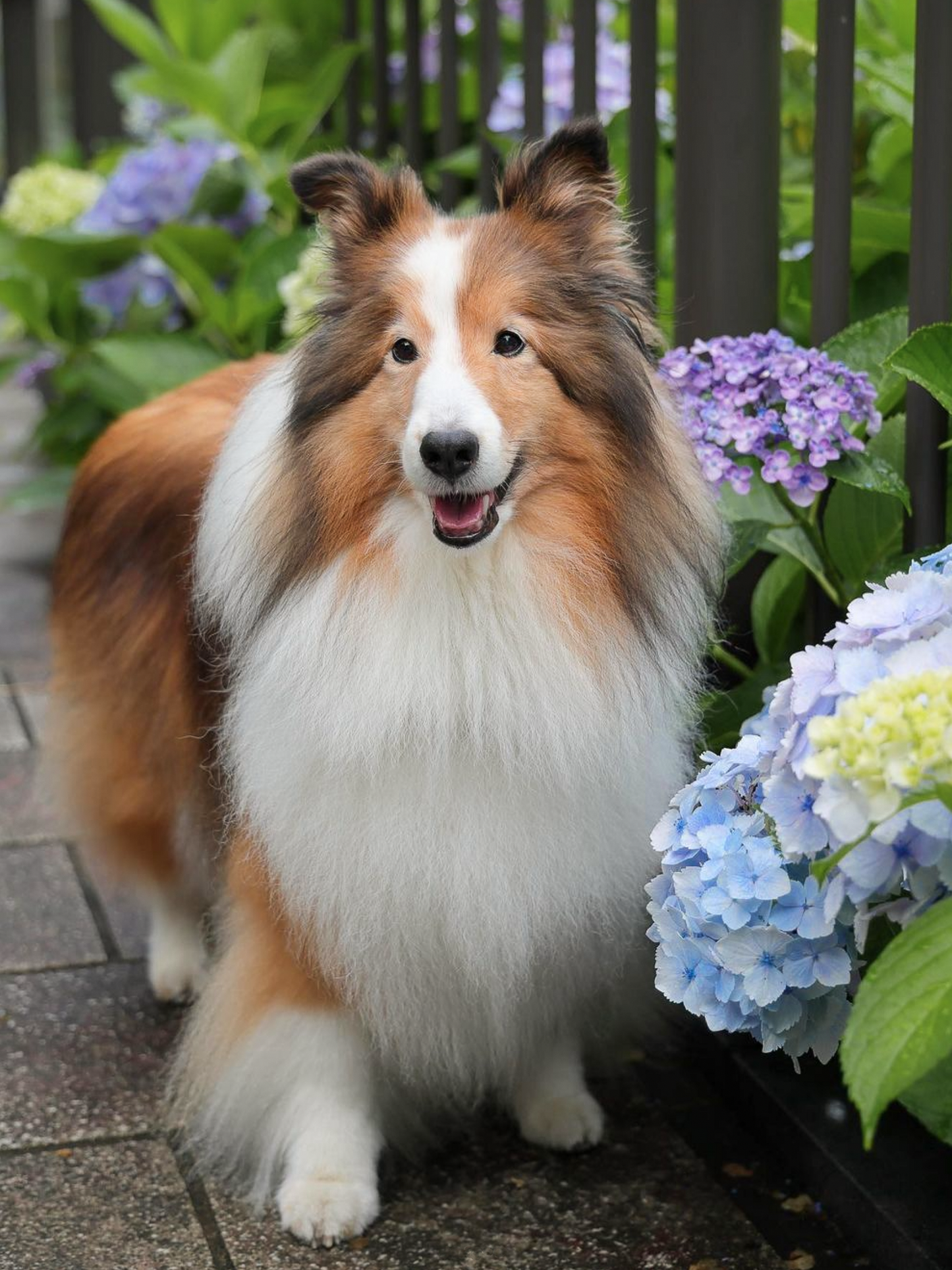 Sheltie Dog | Diamond Painting