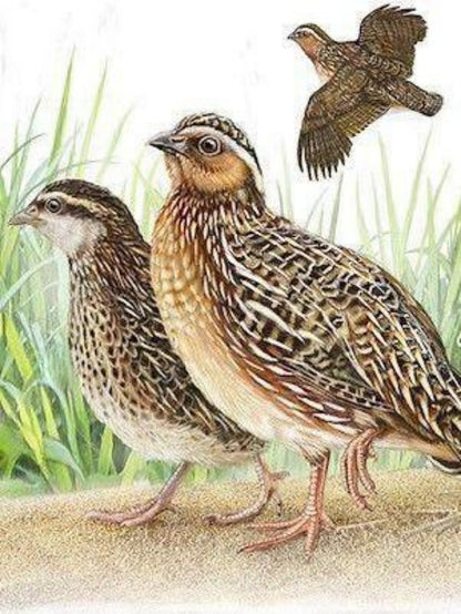 Quail | Diamond Painting