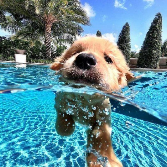 Underwater Dog | Diamond Painting