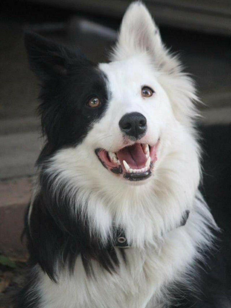 Dog Border Collie | Diamond Painting