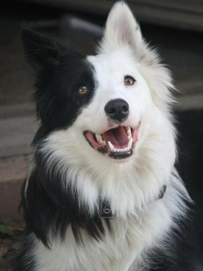 Dog Border Collie | Diamond Painting