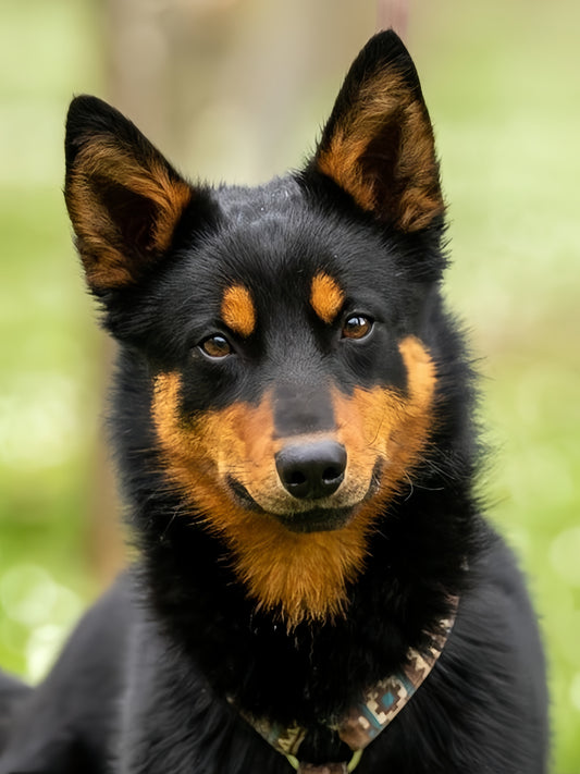 Australian Kelpie Dog | Diamond Painting