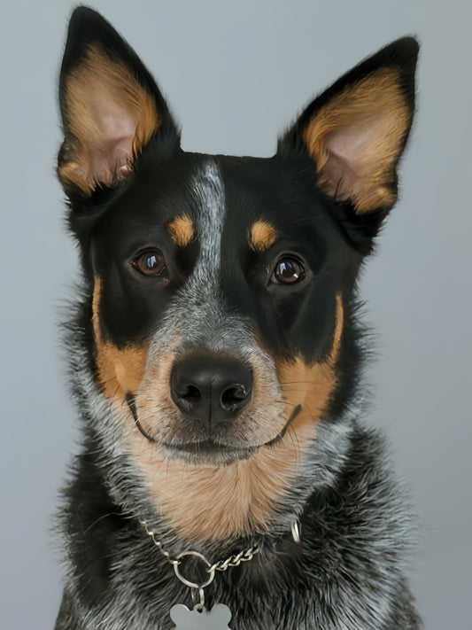 Australian Kelpie Dog | Diamond Painting