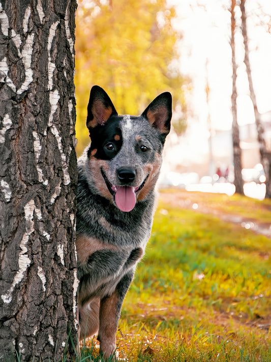 Australian Kelpie Dog | Diamond Painting