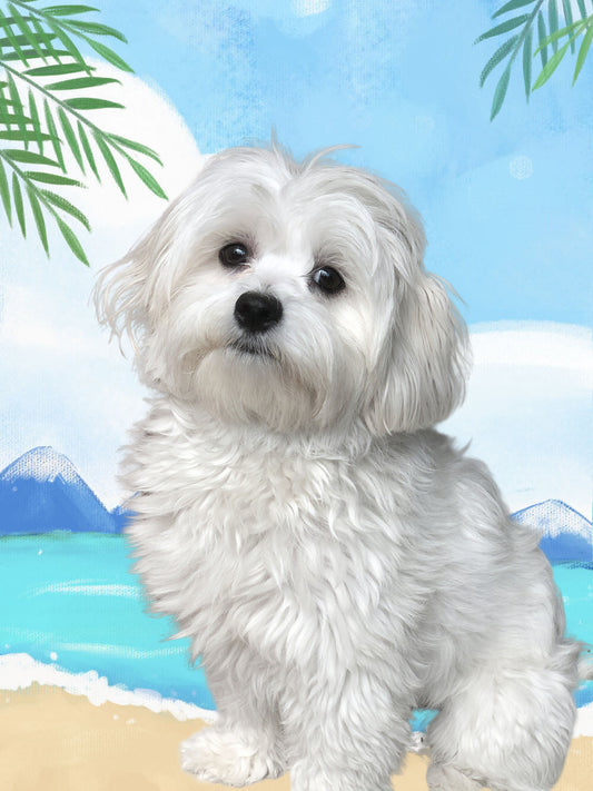 Maltese Dog | Diamond Painting