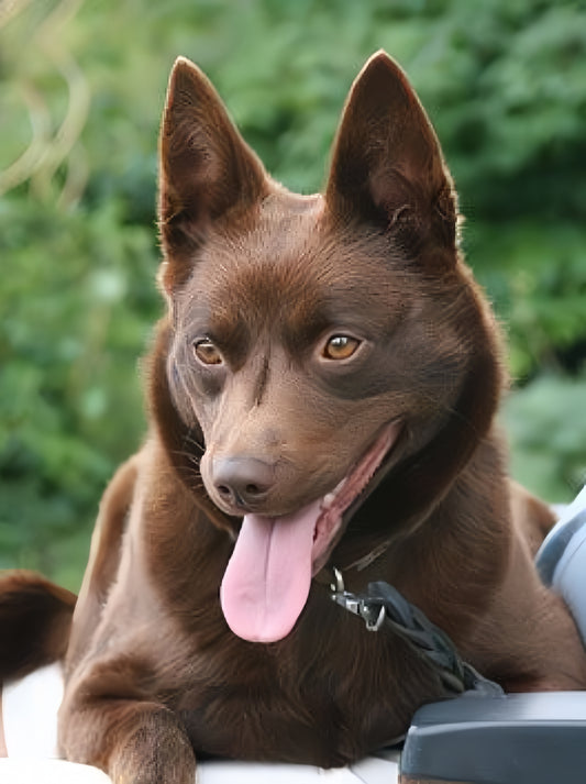 Australian Kelpie Dog | Diamond Painting