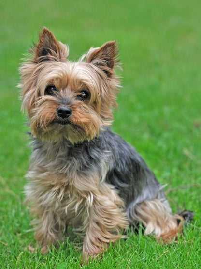 Dog Yorkie | Diamond Painting