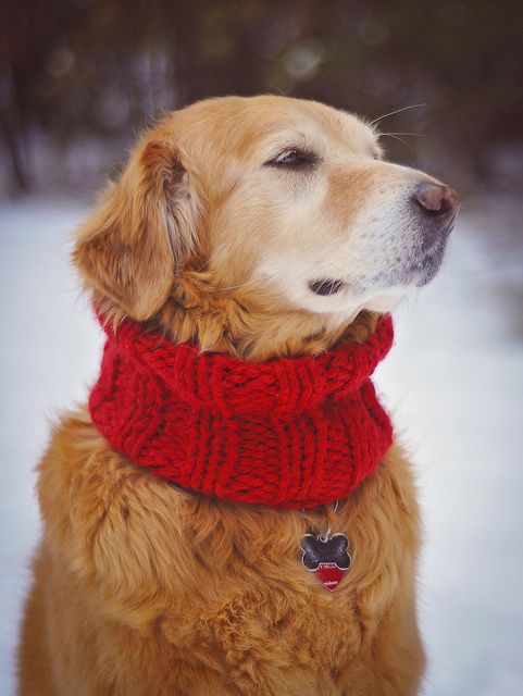 Christmas Dog | Diamond Painting