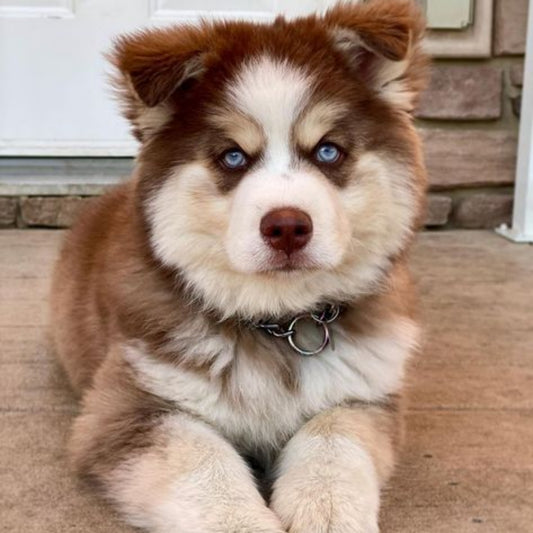 Husky Dog | Diamond Painting