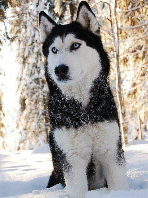 Husky Dog | Diamond Painting