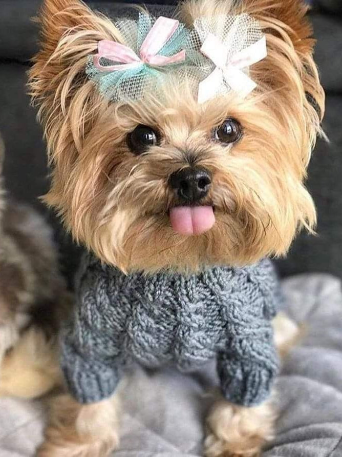 Dog Yorkie | Diamond Painting