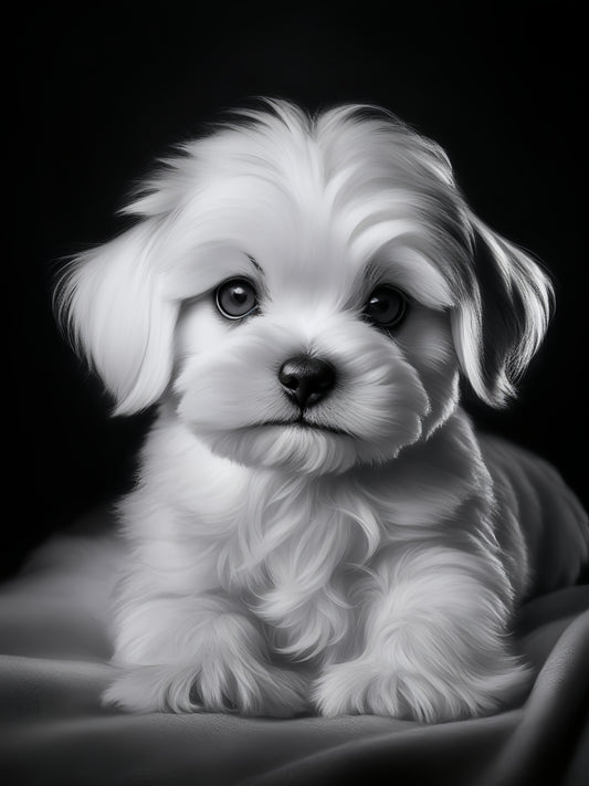 Maltese Dog | Diamond Painting