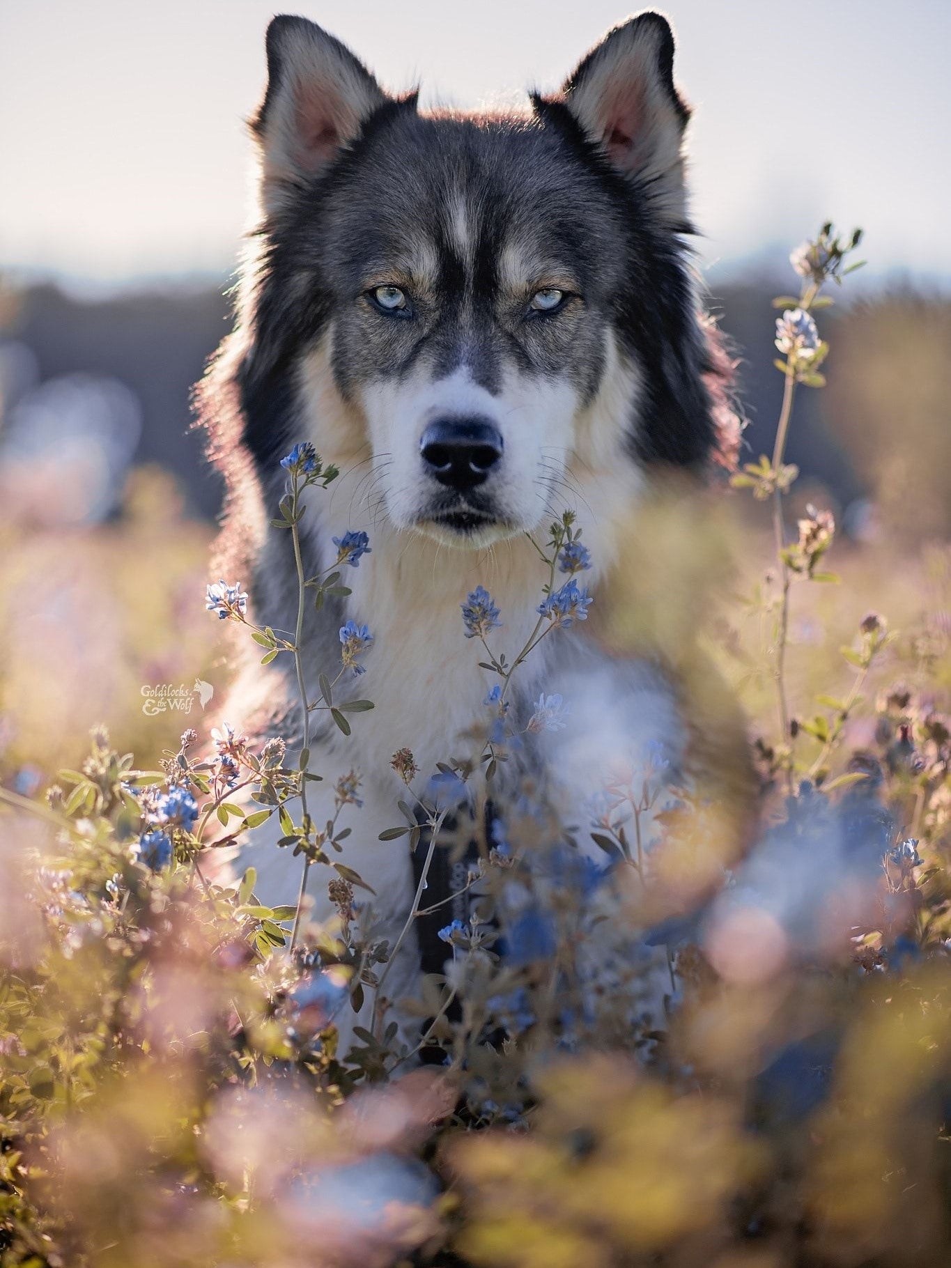 Husky Dog | Diamond Painting