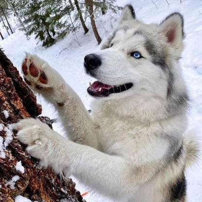 Husky Dog | Diamond Painting