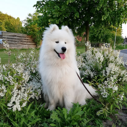 Samoyed Dog | Diamond Painting
