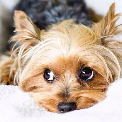 Dog Yorkie | Diamond Painting