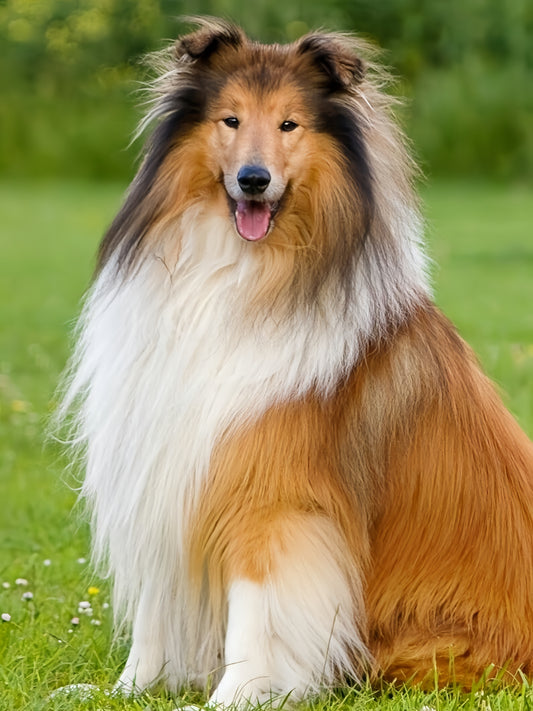 Sheltie Dog | Diamond Painting