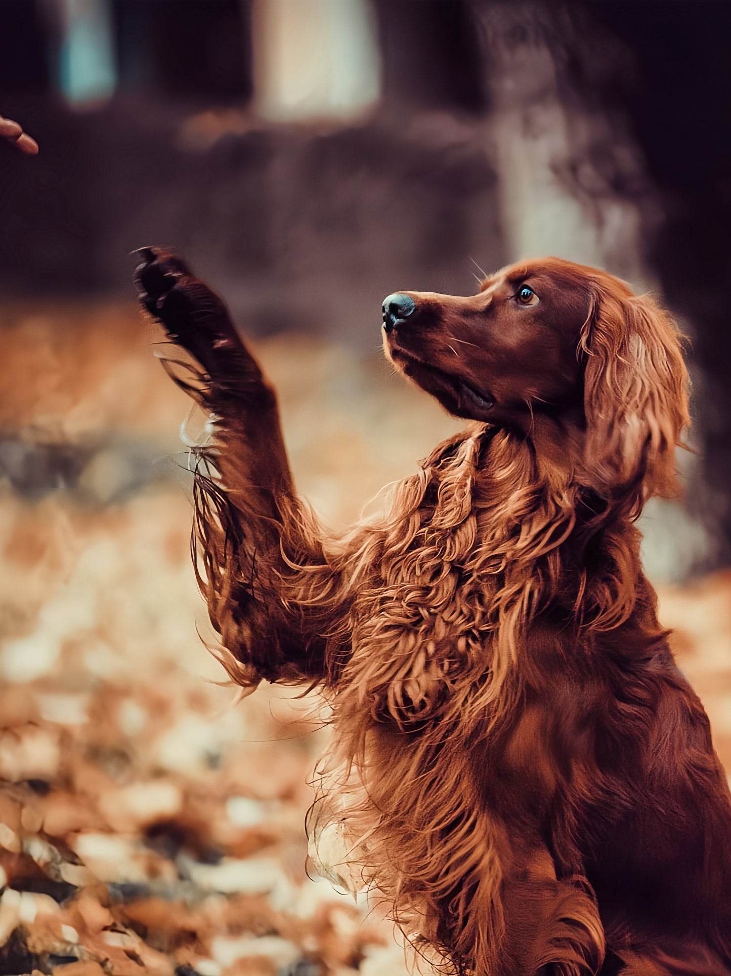 Irish Setter Dog | Diamond Painting