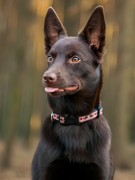 Australian Kelpie Dog | Diamond Painting