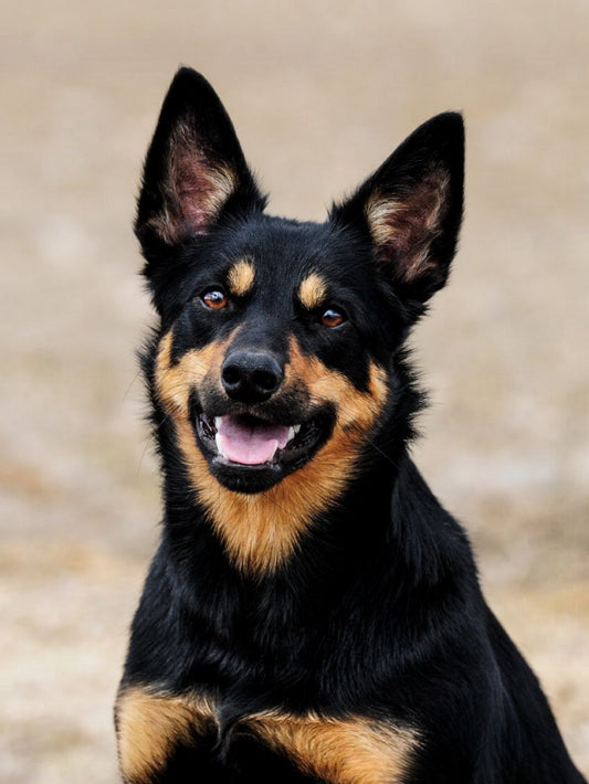 Australian Kelpie Dog | Diamond Painting