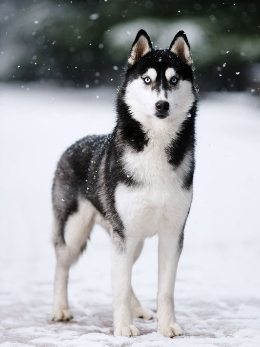 Husky Dog | Diamond Painting