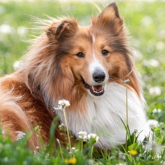 Sheltie Dog | Diamond Painting