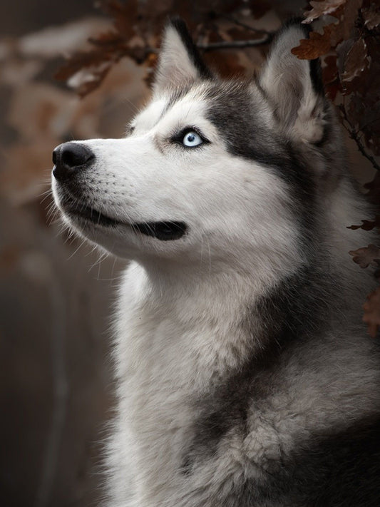 Husky Dog | Diamond Painting