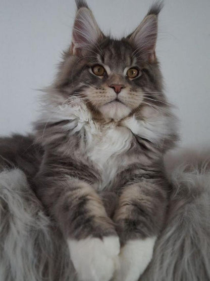 Maine Coon | Diamond Painting