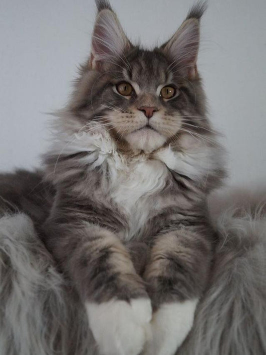 Maine Coon | Diamond Painting