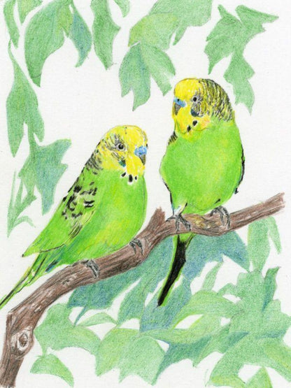 Budgie | Diamond Painting