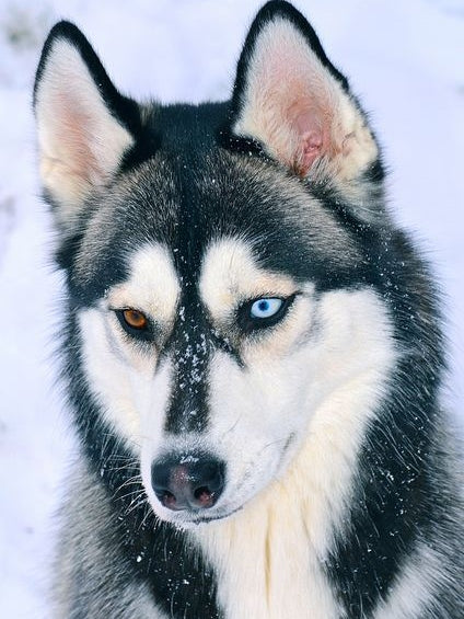 Husky Dog | Diamond Painting