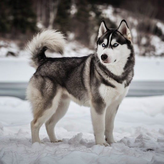 Husky Dog | Diamond Painting