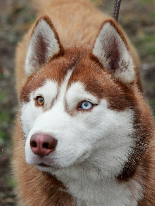 Husky Dog | Diamond Painting