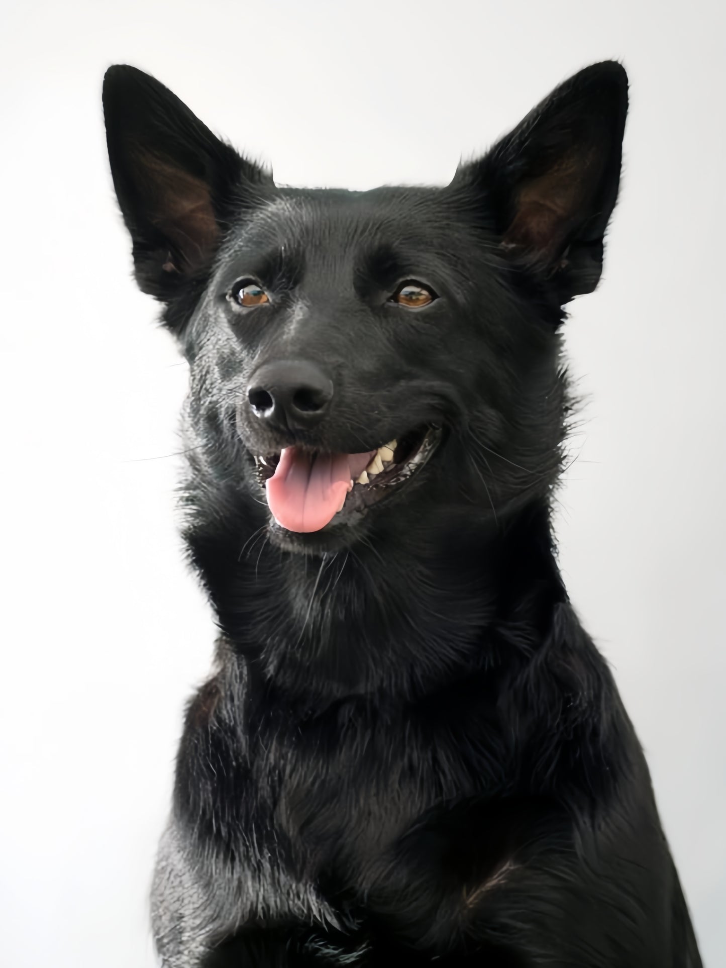 Australian Kelpie Dog | Diamond Painting