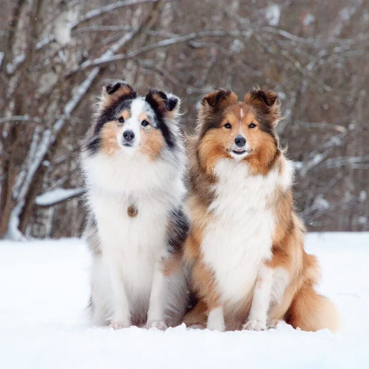 Sheltie Dog | Diamond Painting