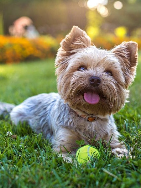 Dog Yorkie | Diamond Painting