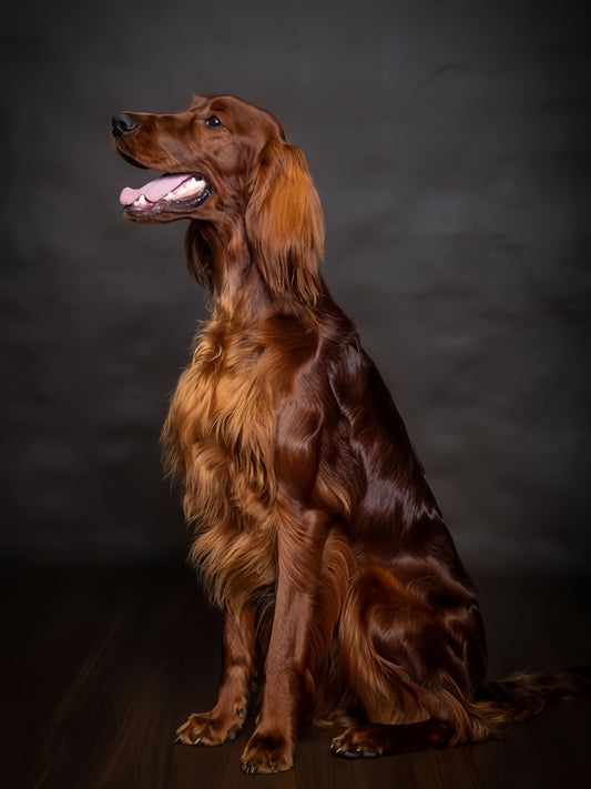 Irish Setter Dog | Diamond Painting