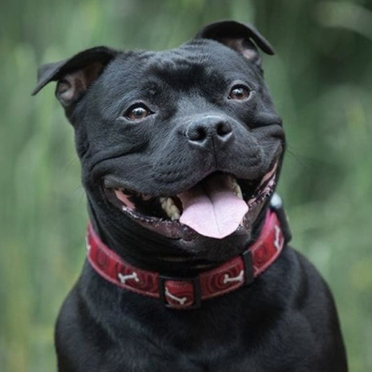 Dog Staffordshire Bull Terrier | Diamond Painting