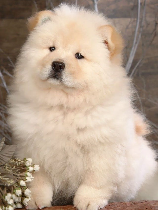 Dog Chow Chow | Diamond Painting