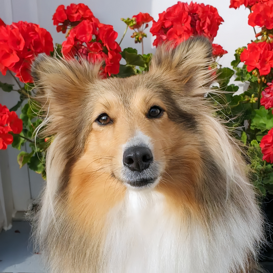 Sheltie Dog | Diamond Painting