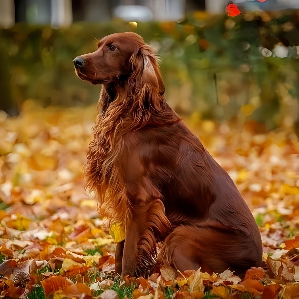 Irish Setter Dog | Diamond Painting