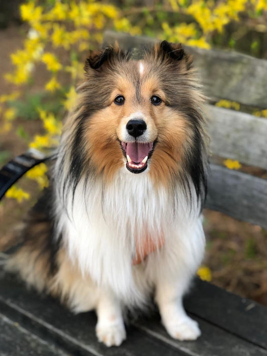 Sheltie Dog | Diamond Painting