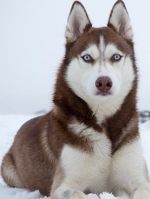 Husky Dog | Diamond Painting