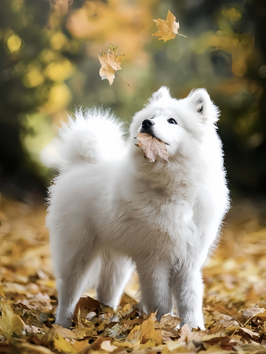 Samoyed Dog | Diamond Painting