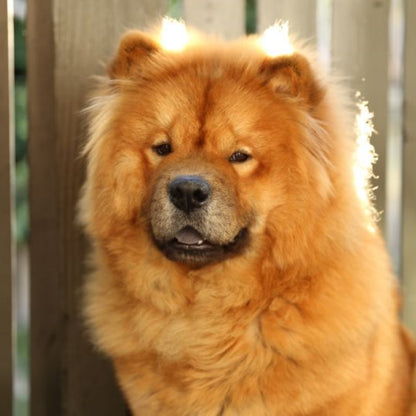 Dog Chow Chow | Diamond Painting