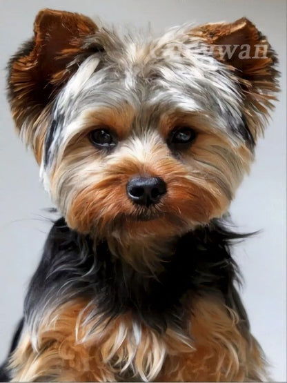 Dog Yorkie | Diamond Painting