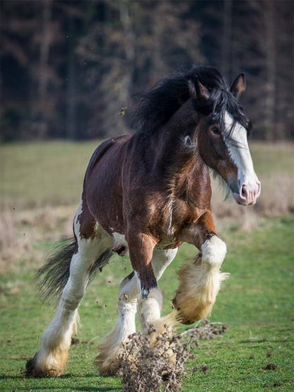 Clydesdale Horse | Diamond Painting